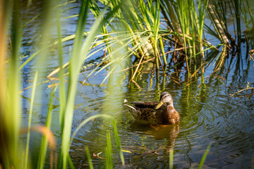 A duck is swimming gracefully in a serene pond with tall grass