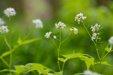 Close-up of white wavy bittercress (Cardamine) flowers blooming in spring