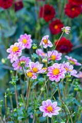 Fototapeta premium Pink flowers with yellow centers are growing in a garden