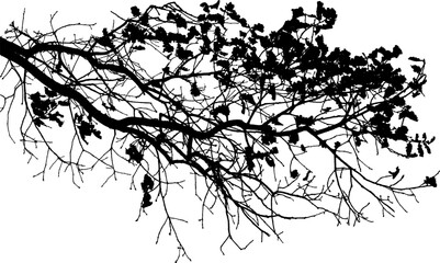 Vector illustration of natural old oak tree branch on white background