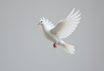 Fototapeta premium White Dove in Flight Isolated on White for Peace and Freedom Concepts Featuring a Pure Bird with Wings Spread Wide in a Graceful Flying Pose for Spirituality Imagery: White, Dove, Flight, Isolated.