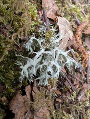 Oakmoss (Evernia prunastri), a type of lichen, on tree bark