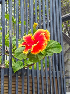 Hawaiian rose 