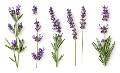 Naklejka premium Lavender flowers and sprigs isolated on a white background, studio shot, photorealistic.