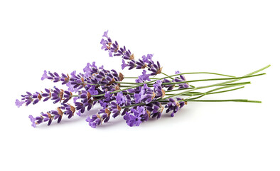 Lavender flowers and sprigs isolated on a white background, studio shot, photorealistic.