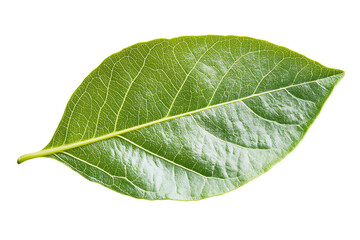 Obraz premium Isolated green leaf on a white background, isolated green leaves, fresh guava or fruit tree leaf isolated on a transparent PNG cutout. 