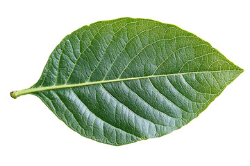 Obraz premium Isolated green leaf on a white background, isolated green leaves, fresh guava or fruit tree leaf isolated on a transparent PNG cutout. 