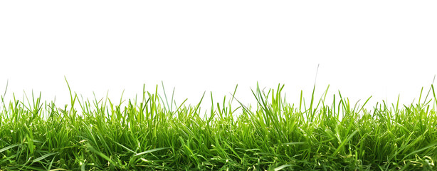 Isolated green grass border on a white background with copy space, suitable for banner design.