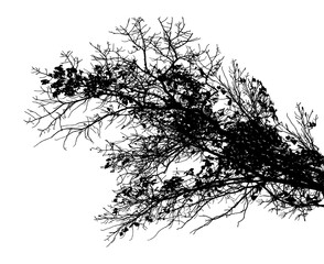 Black and white illustration of natural large old oak tree branch with leaves on white background