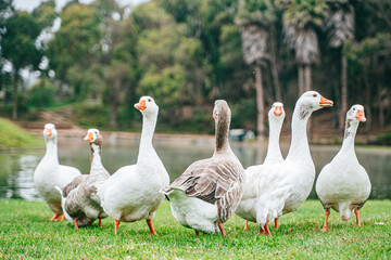 Grupo de patos tranquilamente en un lago, rodeados de reflejos dorados y vegetación natural