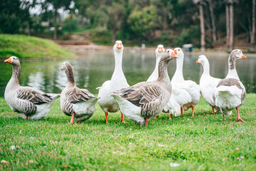 Grupo de patos tranquilamente en un lago, rodeados de reflejos dorados y vegetación natural
