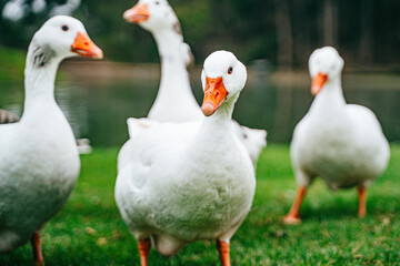 Grupo de patos tranquilamente en un lago, rodeados de reflejos dorados y vegetación natural