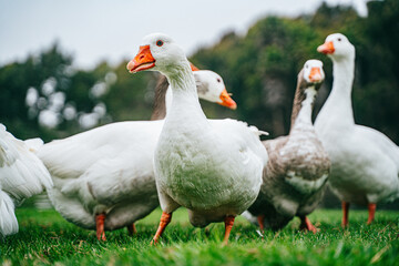 Grupo de patos tranquilamente en un lago, rodeados de reflejos dorados y vegetación natural