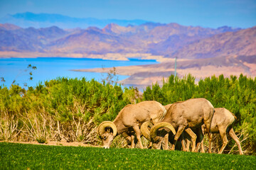 Obraz premium Bighorn Sheep Grazing by Lake Mead with Mountain Backdrop Eye Level View