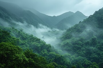 Obraz premium Misty Mountain Landscape Serene Green Hills shrouded in Fog