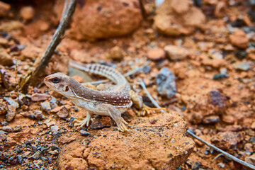 Desert Lizard Camouflage in Rocky Terrain Close-Up Perspective