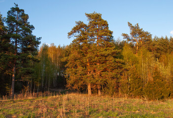 Large pine trees on the forest edge, sunset, spring time