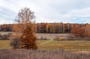 Fototapeta premium Country landscape in autumn. Large meadow, colorful autumn forest. Yasnaya Polyana, Tula. Estate of Leo Tolstoy