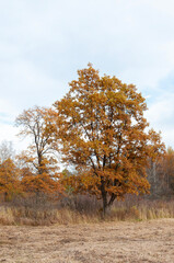 Fototapeta premium Tree with dry brown foliage at the forest edge, autumn time