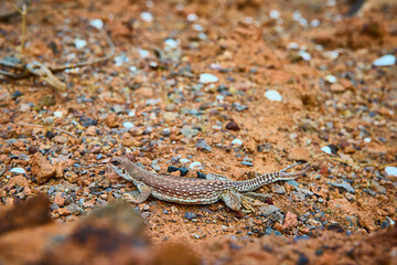 Desert Lizard Camouflage on Rocky Terrain Eye-Level Perspective