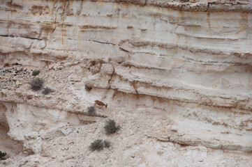 A rock wall with a brown animal on it
