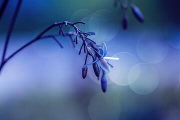  Flowering blooming grass, bokeh background                                                        ...
