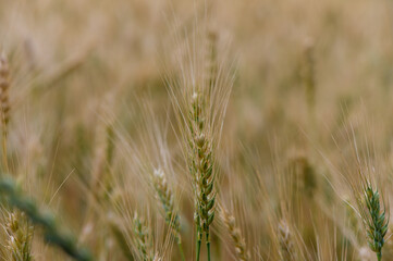 Warm Breeze Over Rye Fields in Northern Cyprus