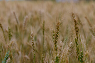 Close-up of ripe rye ears on a sunny day in Northern Cyprus. Agricultural scene with blue sky background.