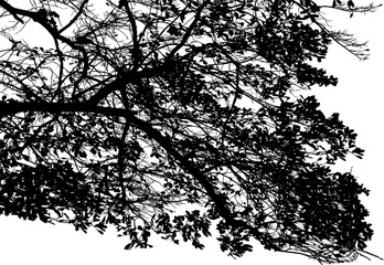 Vector illustration of natural old oak tree branch on white background