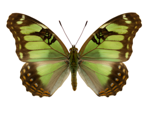 Green Butterfly Wings Open on Transparent Background Detailed