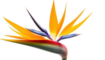 Beautiful Orange and Blue Flower on a White Background