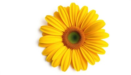 Fototapeta premium Bright Yellow Daisy Flower On White Background