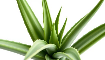 Obraz premium Closeup Of A Vibrant Green Aloe Plant Against A White Background