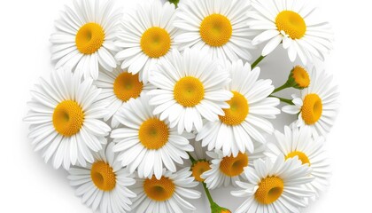 Fototapeta premium Closeup View Of White Daisies With Yellow Centers On White Background