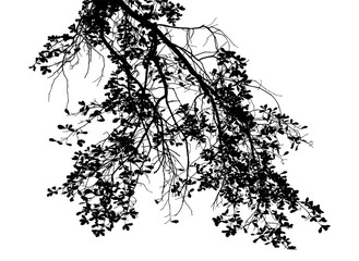 Black and white illustration of natural large old oak tree branch with leaves on transparent background