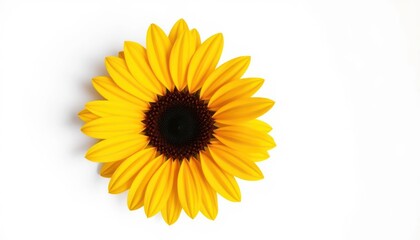 Obraz premium Yellow Flower Blossom On White Background