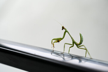 praying mantis, religious praying mantis, Entomology, Mantodea, Arthropoda, Insecta, god's horse, insect with elongated body, animalia, green insect, insect on top of the car, Sphodromantis viridis	