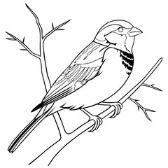 Detailed line art of a sparrow perched on a branch. Perfect for coloring pages, bird-themed designs, and educational materials for kids and nature lovers.