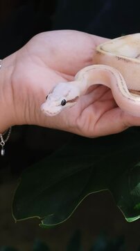 Baby ball python Puma Pastel morph in a woman's hand_vertical.