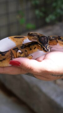 Baby Pied ball python in a woman's hand_vertical.