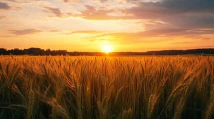 Obraz premium Golden Wheat Field Sunset Panorama perfect for internal communications graphics