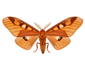 Large Moth with Detailed Wings and Body on Transparent Background