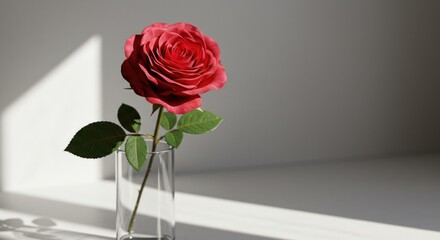 Red Rose in Vase, Illustration