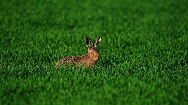 Hare standing close