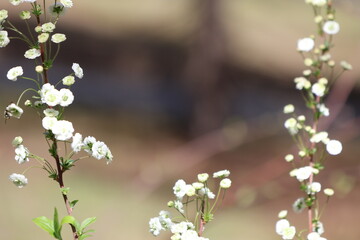 White flower blossoms in early spring. 