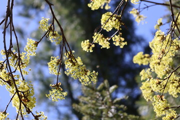 Yellow Tree Buds Blossom in Spring