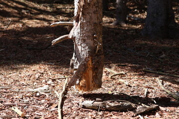 Cut tree lumber suspended in the air.