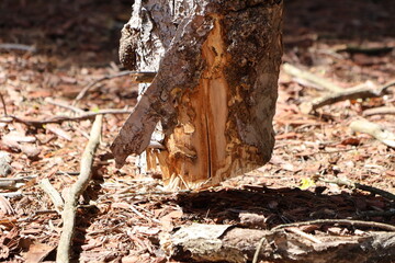 Cut tree lumber suspended in the air.