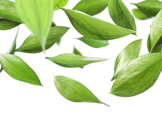Many fresh green leaves flying on white background