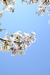 日本の美しい風景　満開の桜
